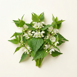Ortiga blanca (Lamium album)